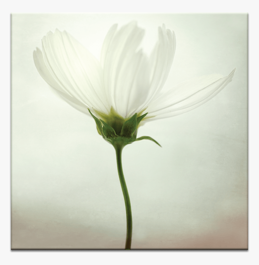 White Cosmos, HD Png Download