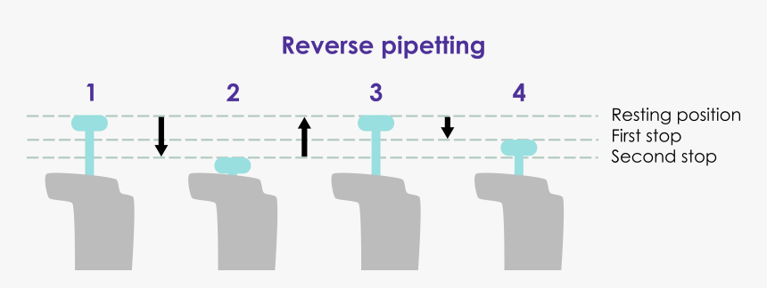 Reverse Png, Transparent Png