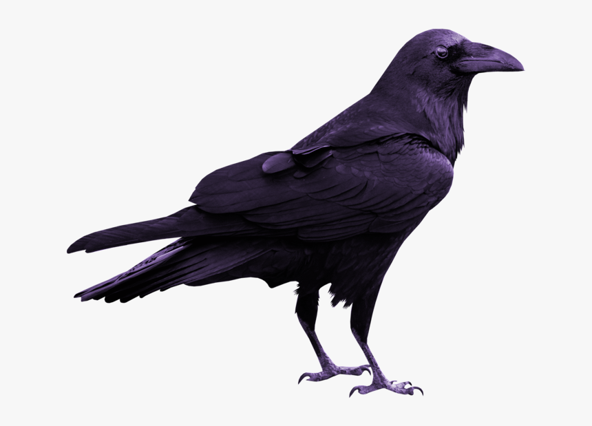 Rook Common Raven Silhouette, HD Png Download