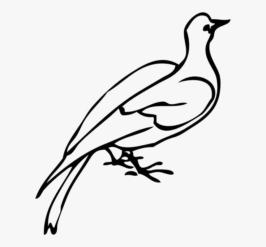 Dove, Bird, Species, Freedom, Love, Symbol, Icon, HD Png Download