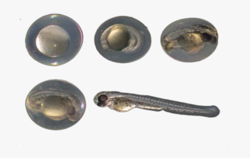 Pez Png, Transparent Png