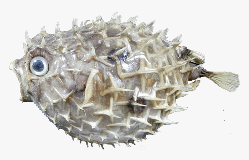 Pez Erizo , Png Download, Transparent Png