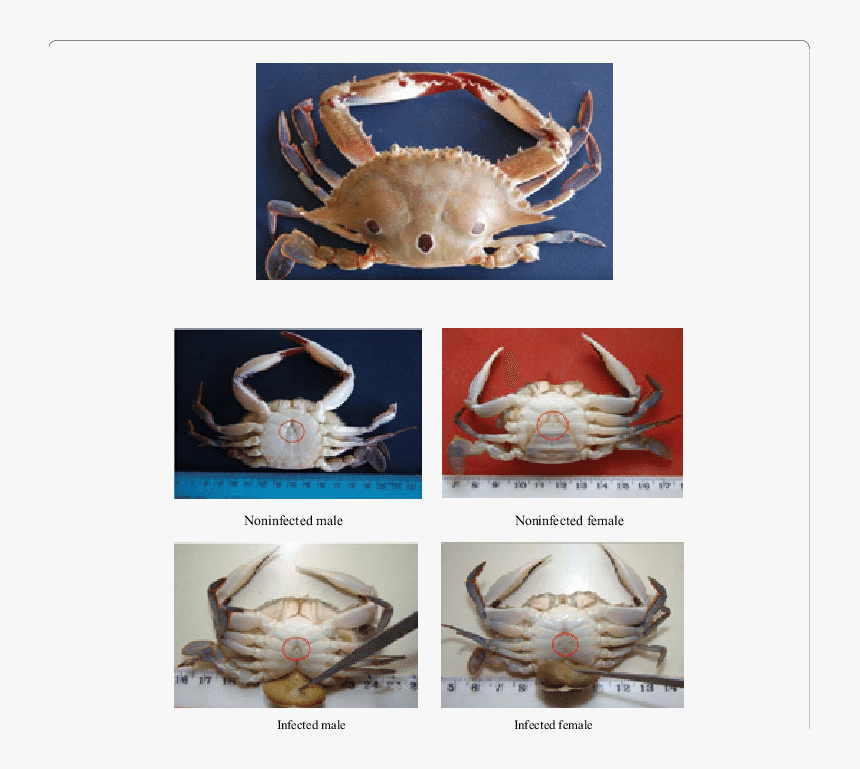 Crabs Png, Transparent Png