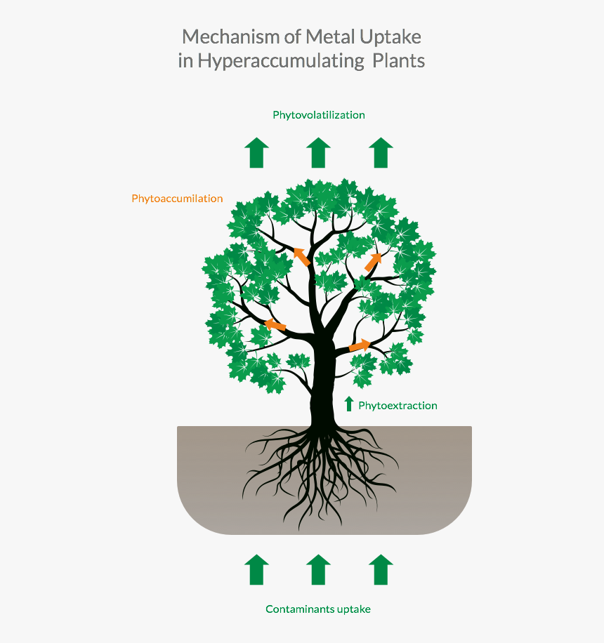 Heavy Metal Png, Transparent Png