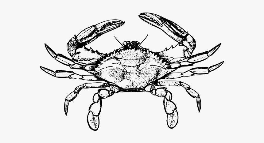 Crab, HD Png Download