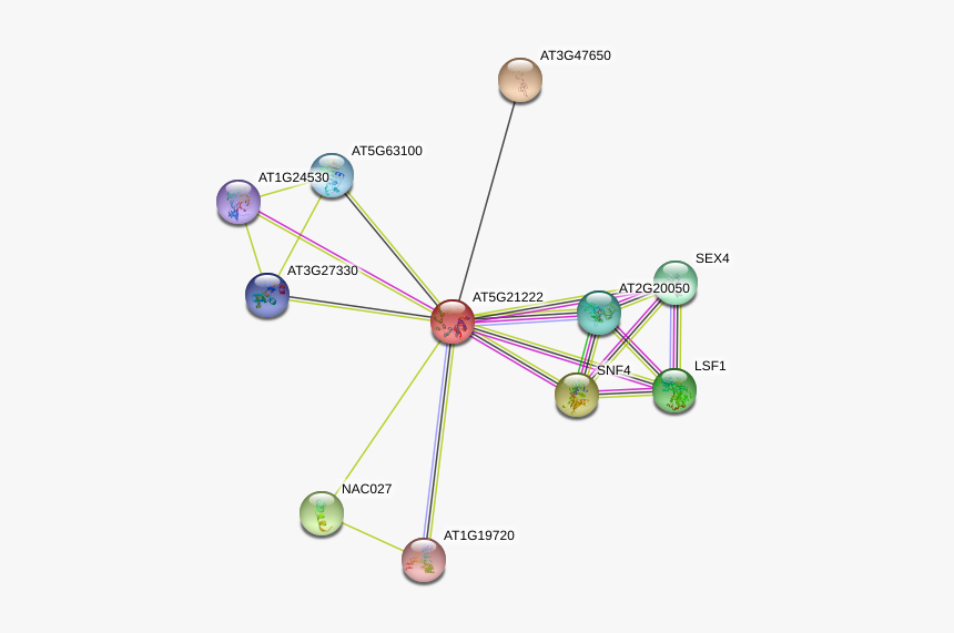 At5g21222 Protein, HD Png Download