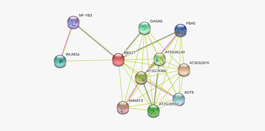 Bbx27 Protein, HD Png Download