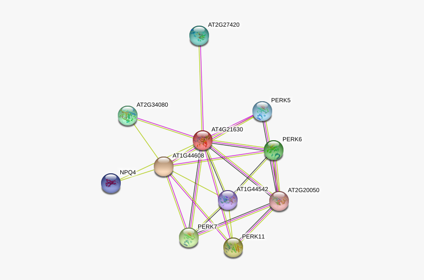 At4g21630 Protein, HD Png Download