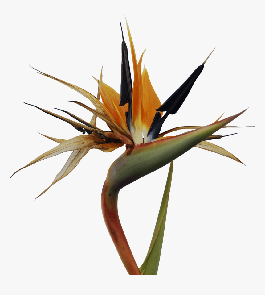 Bird Of Paradise Png, Transparent Png
