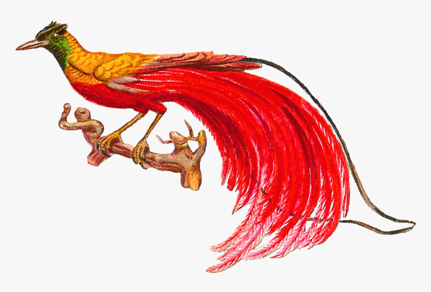 This Is An Incredible Victorian Scrap Of A Bird Of, HD Png Download