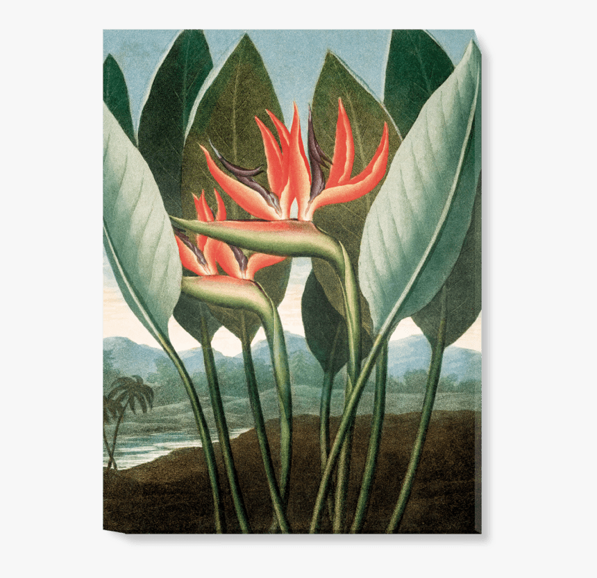 Bird Of Paradise Png, Transparent Png