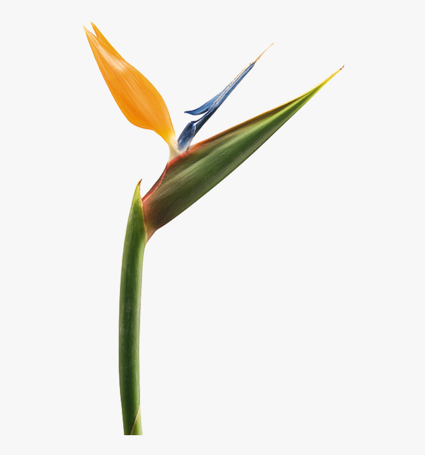 Bird Of Paradise Png, Transparent Png