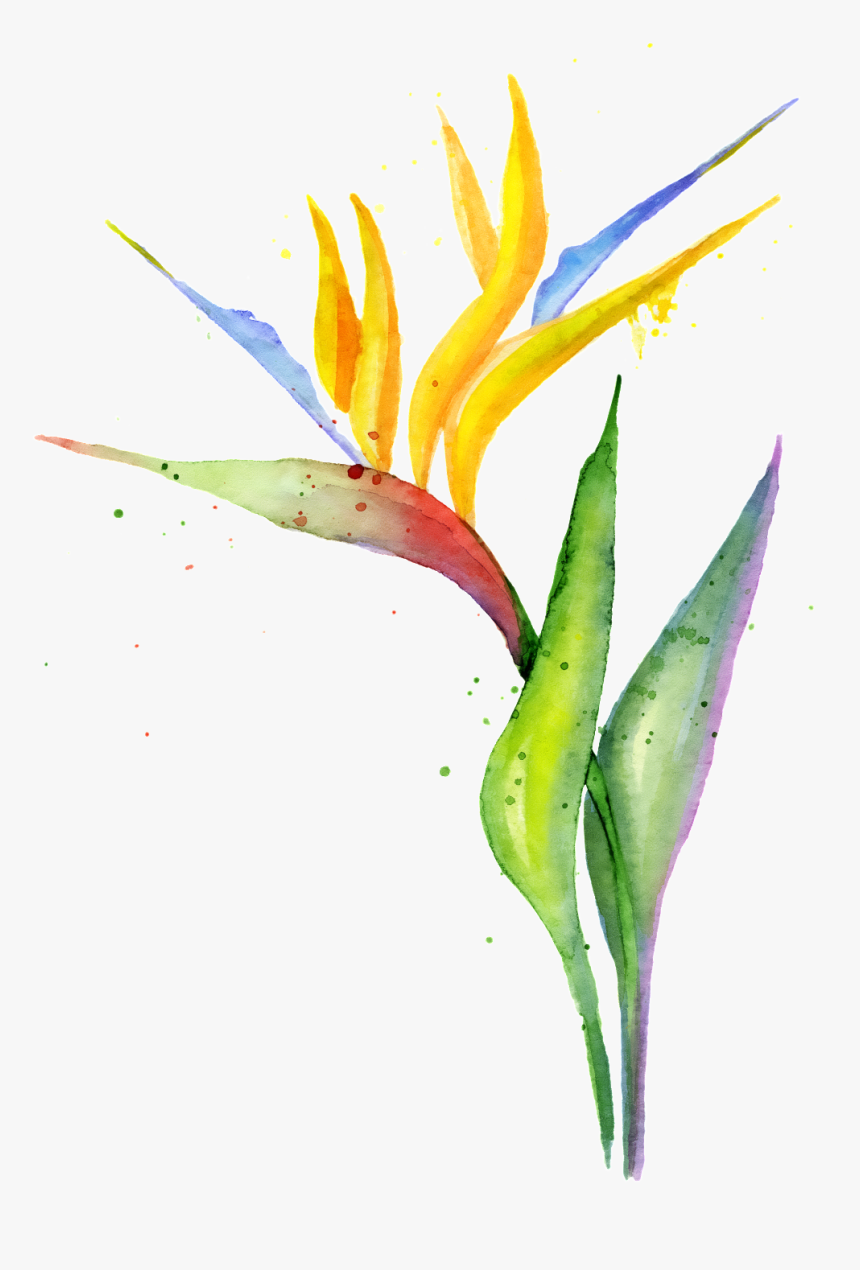 Gorgeous Strelitzia Png Transparent, Png Download
