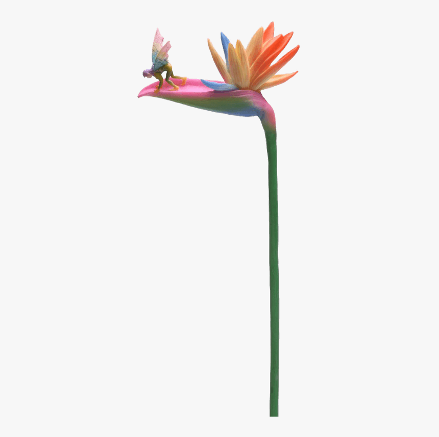 Bird Of Paradise Stem Flitty Fairy Flower, HD Png Download