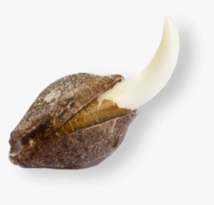 Bruce Banner Png, Transparent Png