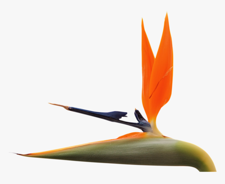 Bird Of Paradise Png, Transparent Png