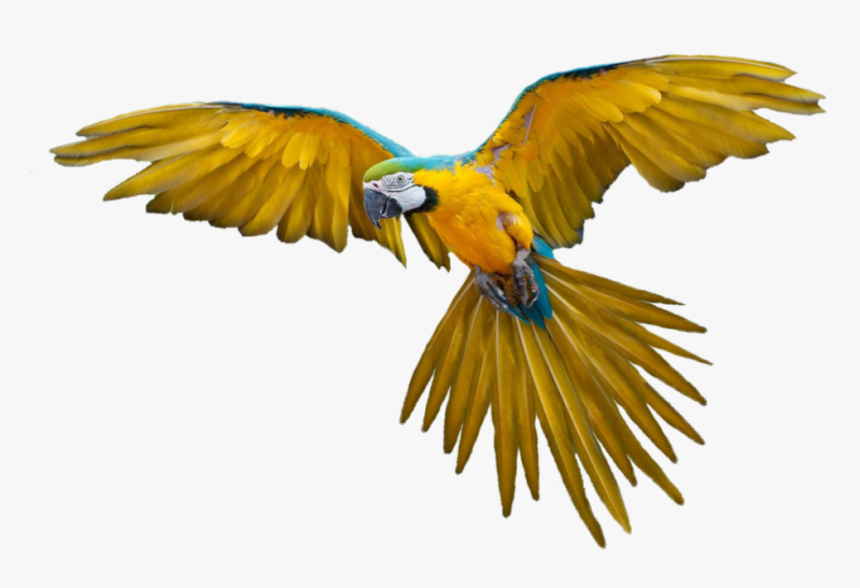 #bird #parrot #hummingbird #fly #flying #flyingbird, HD Png Download