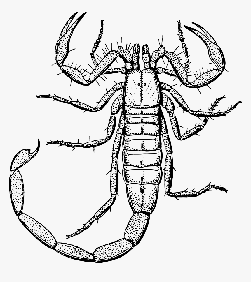 Desert Clipart Biology, HD Png Download