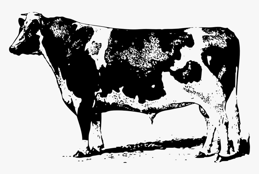 Livestock,monochrome Photography,ox, HD Png Download