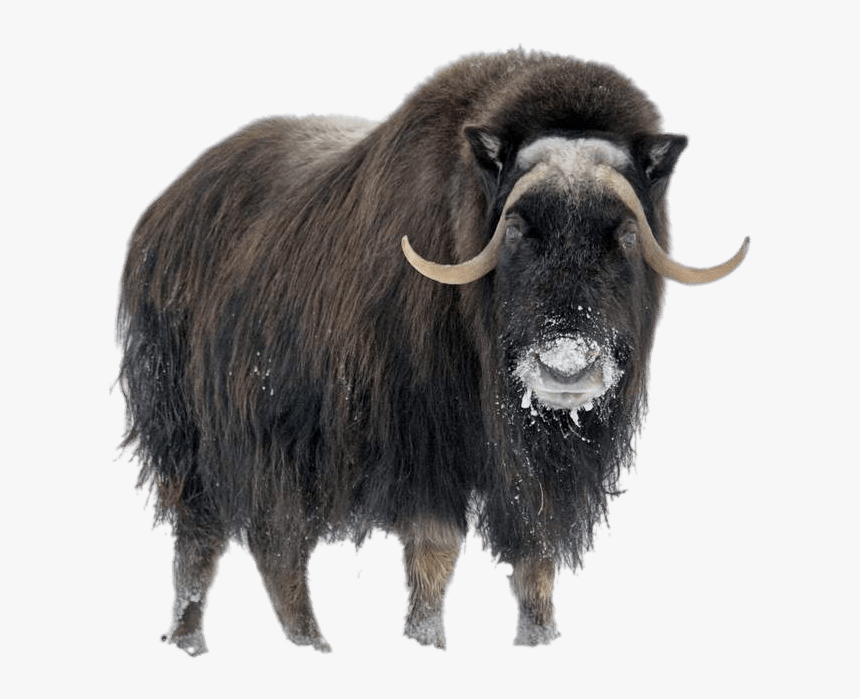 Musk Ox In Winter, HD Png Download
