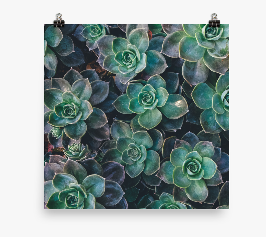Transparent Succulents Png, Png Download
