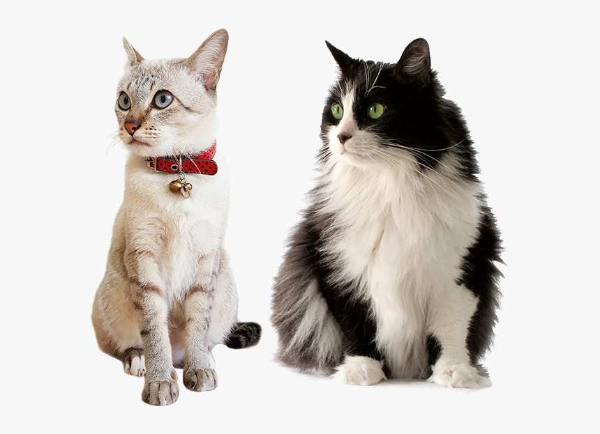 Transparent Cat Png Transparent, Png Download