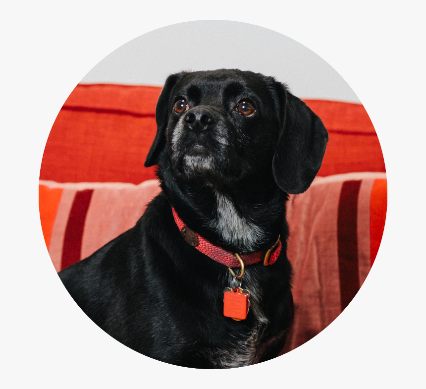 Pineapple Street Media Headshots, HD Png Download