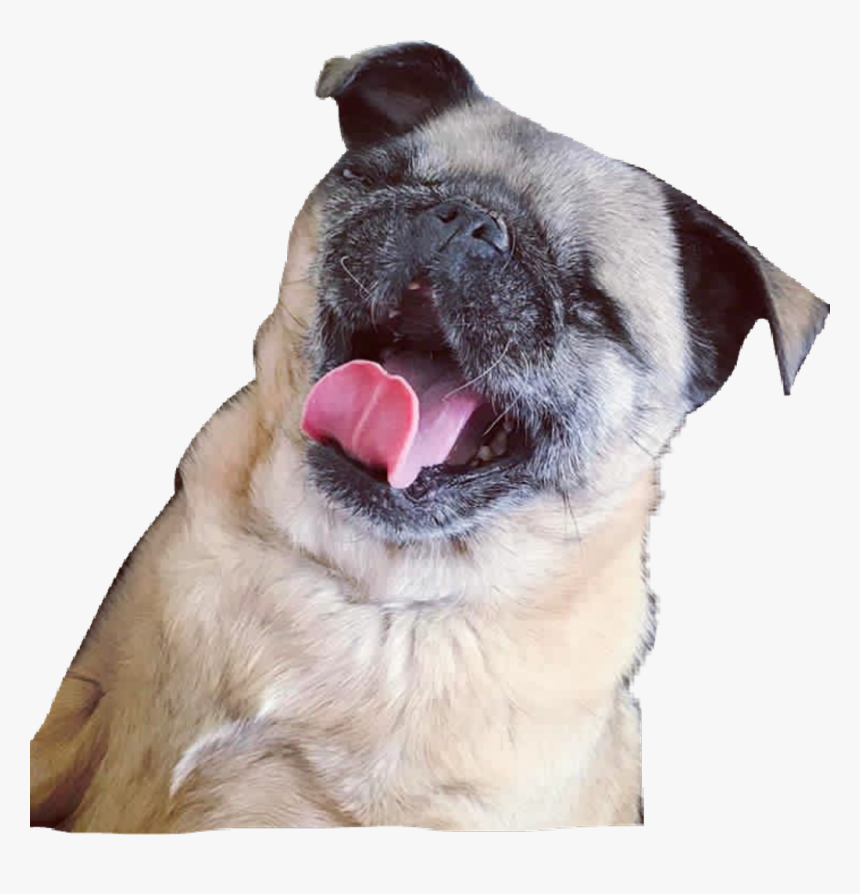 Maya Pug Png , Png Download, Transparent Png