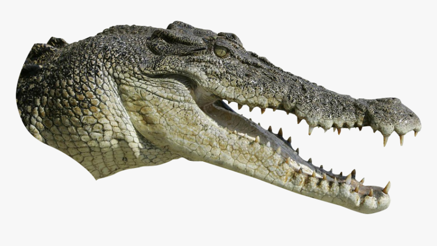 Alligator Png Download, Transparent Png