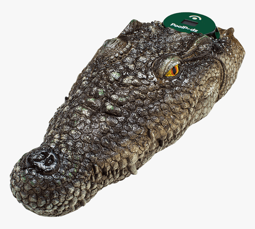 Transparent Alligator Head Png, Png Download , Transparent Png Image