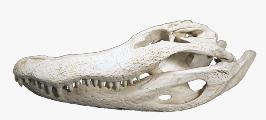 Alligator Head Png, Transparent Png