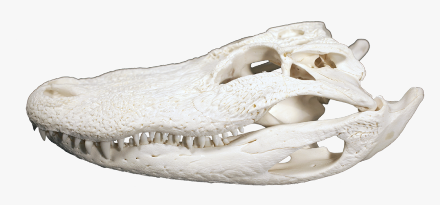 Alligator Head Png, Transparent Png
