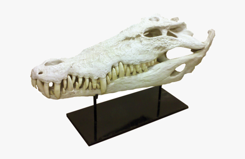 Alligator 
title Alligator, HD Png Download