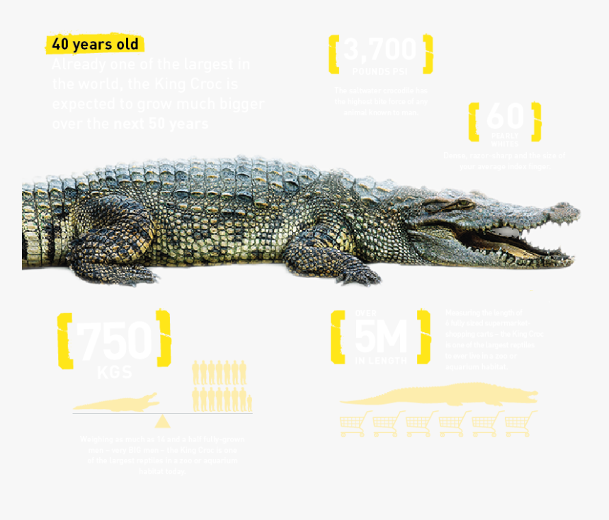Croc Details, HD Png Download