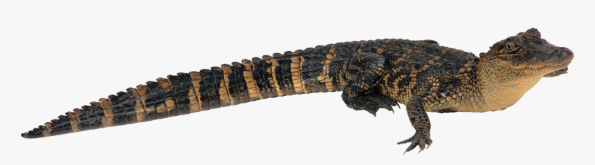 Alligator Head Png, Transparent Png