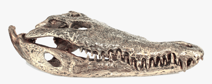 Alligator Head Png, Transparent Png