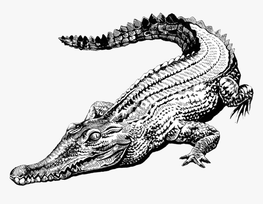 Alligator Head Png, Transparent Png