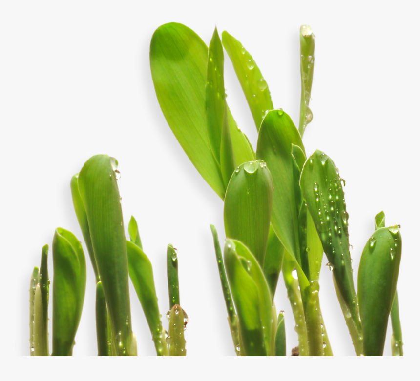 Transparent Cotton Plant Png, Png Download