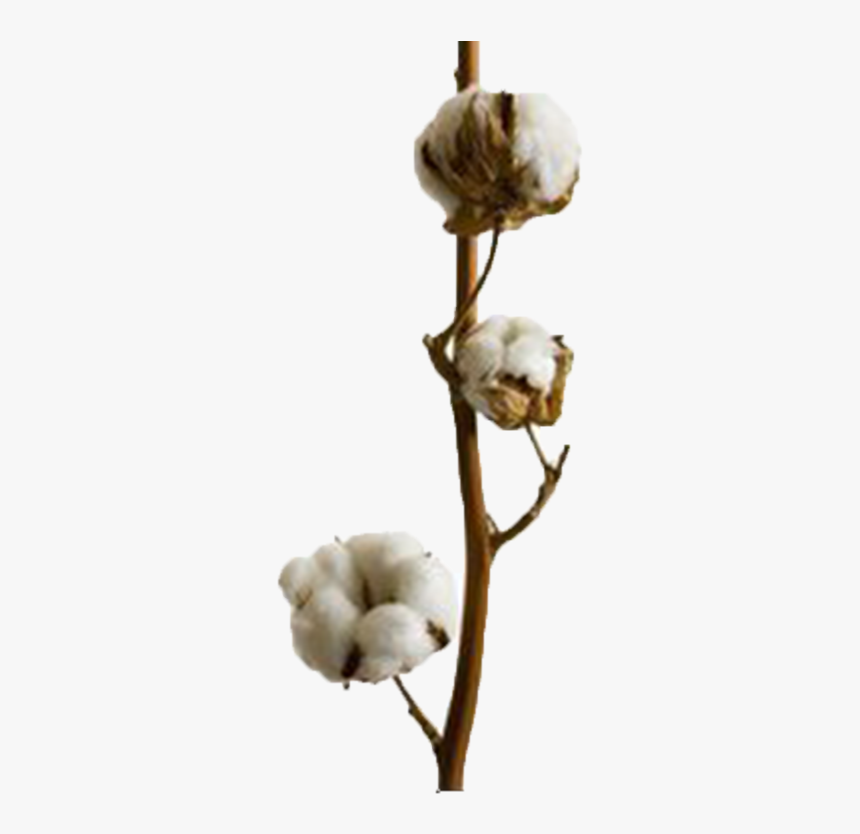 Cotton Download Png Image, Transparent Png