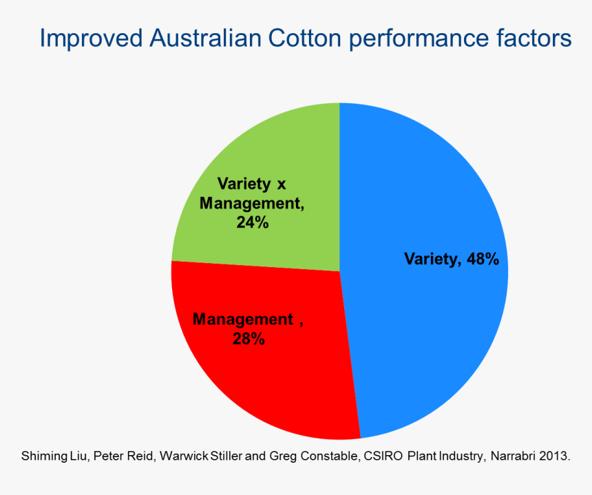 Cotton Plant Png, Transparent Png