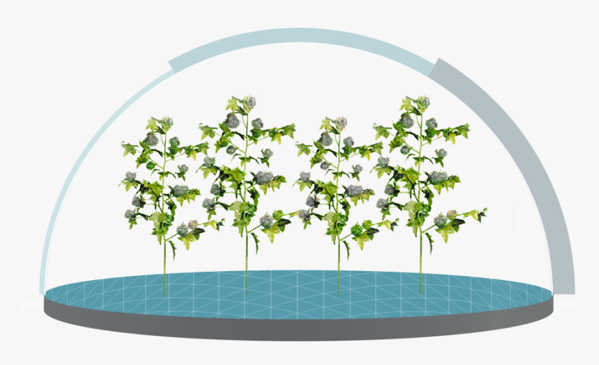 Crops Clipart Soy Plant, HD Png Download