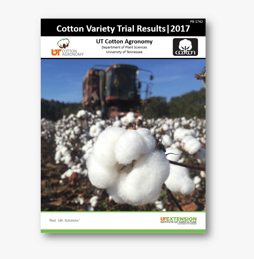 Cotton Plant Png, Transparent Png