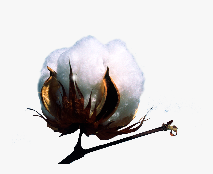 Cotton Plant Png, Transparent Png