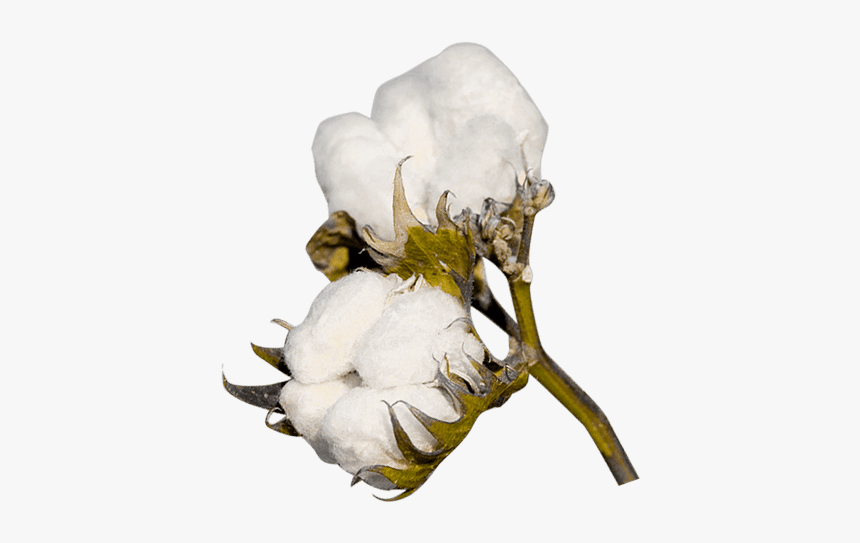 Cotton Plant Png, Transparent Png