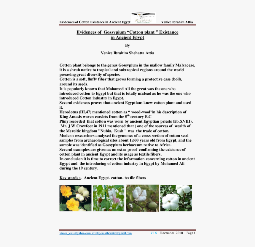 Cotton Plant Png, Transparent Png