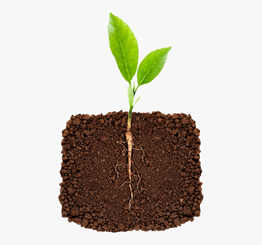 Cotton Plant Png, Transparent Png