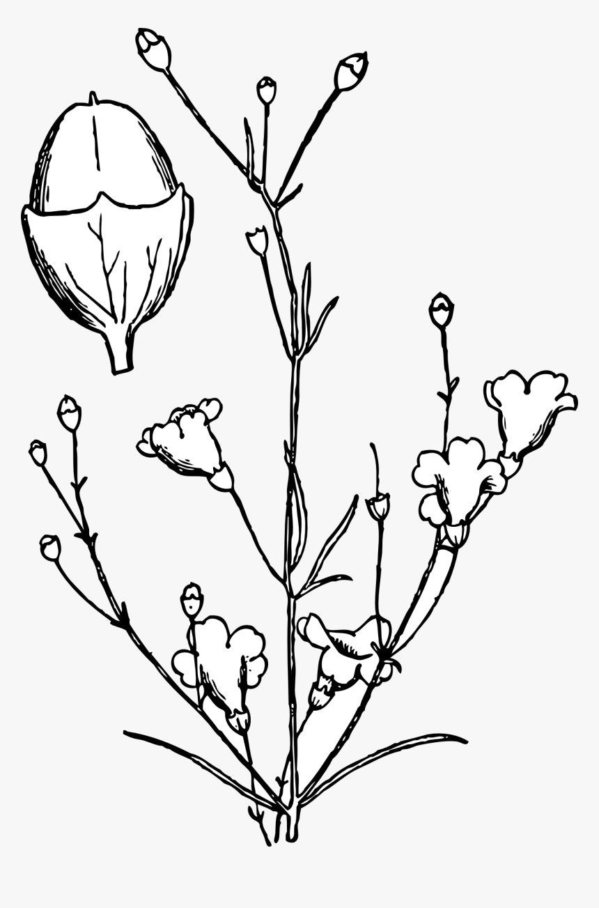 Cotton Plant Png, Transparent Png