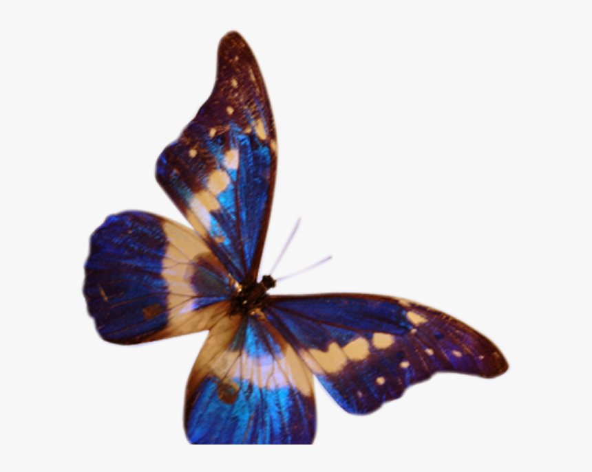 Butterfly .png, Transparent Png