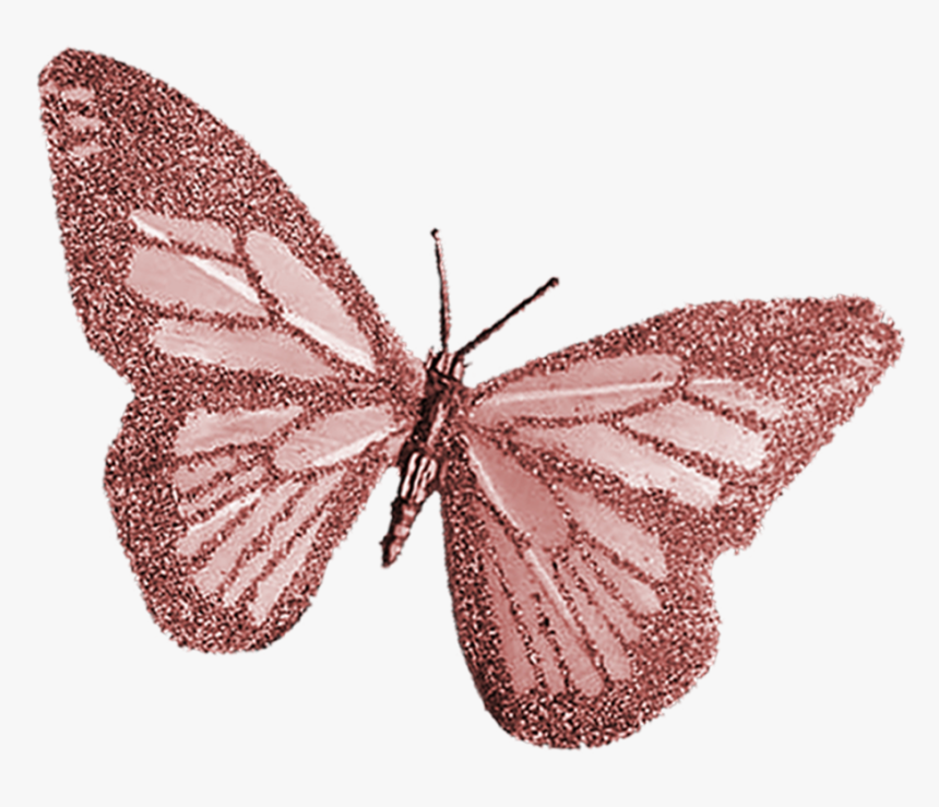 Butterfly .png, Transparent Png