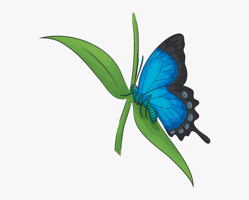 Butterfly .png, Transparent Png